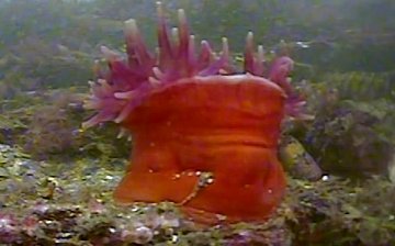 Red anemone deploying